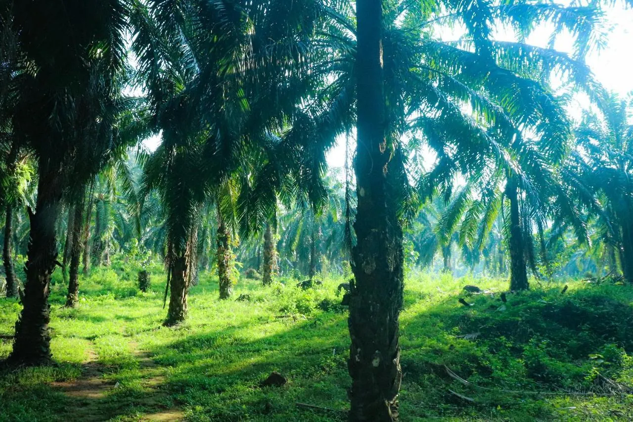 Villas - Chakkanthara Group Athirappilly